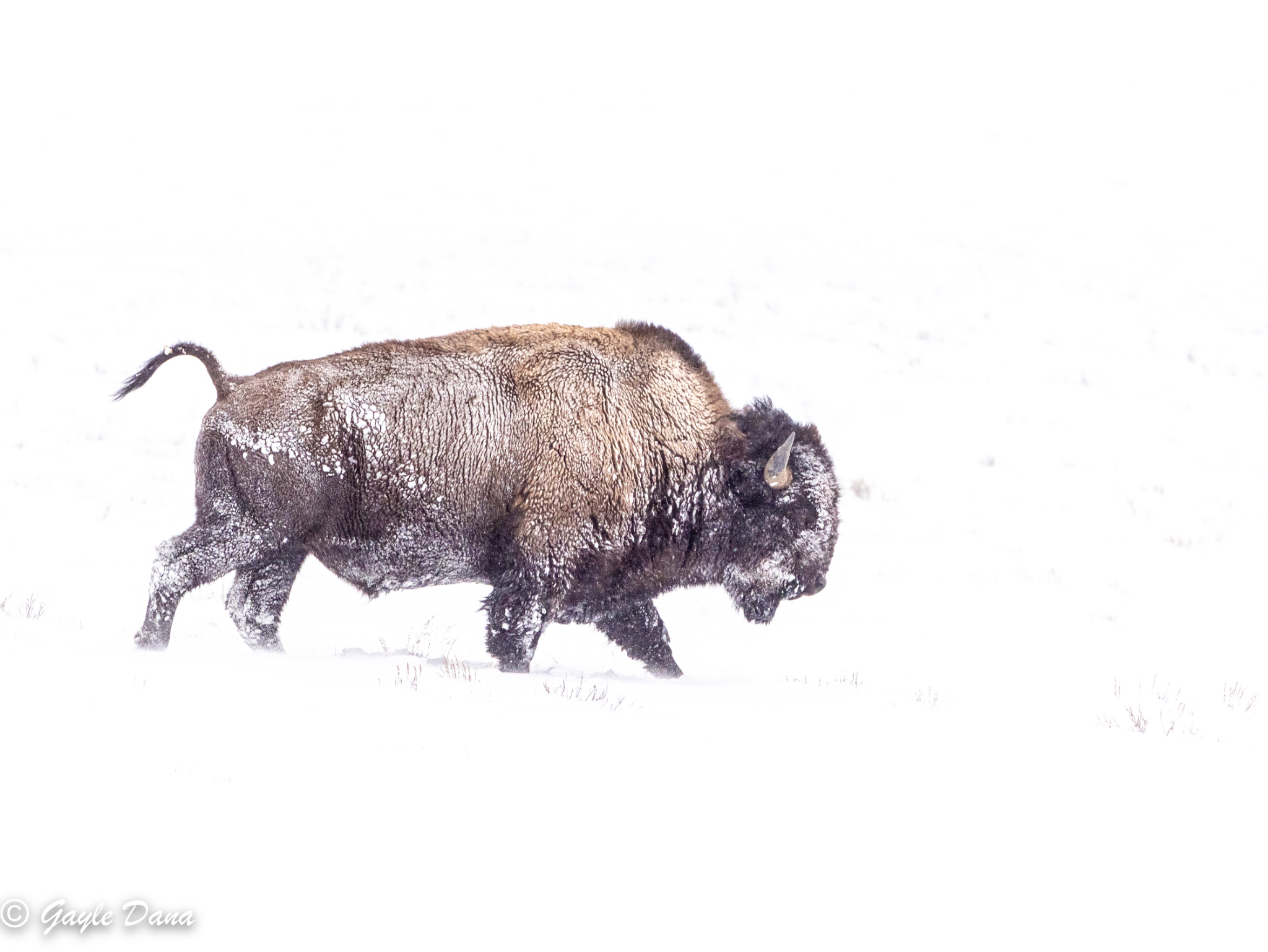 Bison in motion